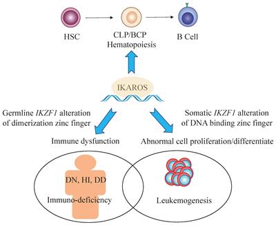 Multifaceted roles of IKZF1 gene, perspectives from bench to bedside
